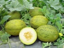 Picture of several whole and one cut open Melon 'Lambkin" Christmas-type melon.