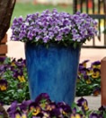 Picture of a Viola 'Rain Blue and Purple' plant, in bloom showing cool blue colors, in a pot.