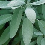 picture of Berggarten sage. Close-up showing the leaves of the plant.