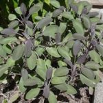 picture of the Purpurea sage plant.