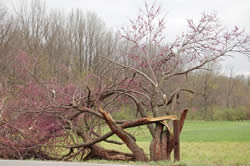 Photo showing storm damaged trees after a storm in Tippecanoe County, IN