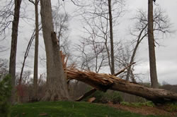 Photo of a tree uprooted by a storm