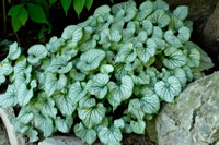 Close-up image of the plant Brunnera macrophylla 'Jack Frost' - photo courtesy of Walter's Gardens.