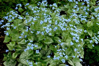 Close-up image of Brunnera macrophylla 'Jack Frost' in bloom - photo courtesy of Walter's Gardens