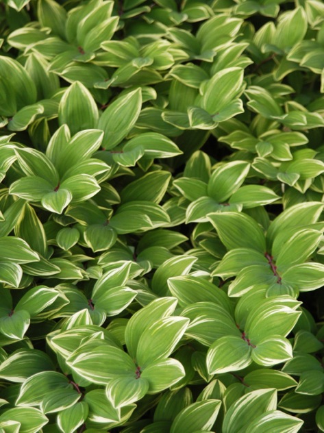 Variegated Solomon’s Seal Named 2013 Perennial Plant of ...