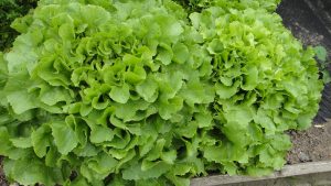 Close-up photo of green lettuce