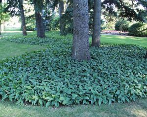 Aggressive colony of lily-of-the-valley (photo courtesy Michael N. Dana, Purdue Horticulture & Landscape Architecture)