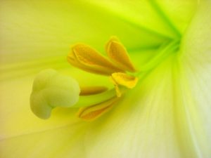 Close-up photo showing a Easter lily flower with anthers intact.