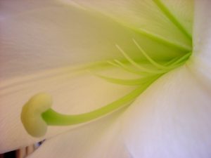 Close-up photo showing a Easter lily flower with anthers removed.