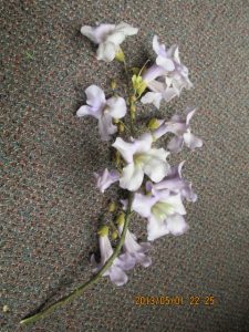 Paulownia blooms