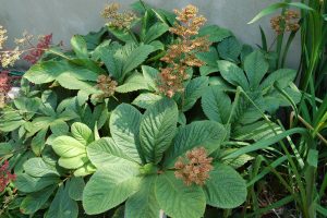 Photo showing Rodgersia spent flowers are attractive; pinching is optional.