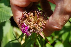 close-up photo showing a Sweet William flower cluster that is ready to pinch.