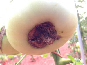 Photo showing Tomato blossom-end rot