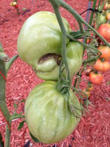 Close-up of tomato showing Tomato catfacing.
