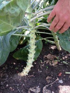 Photo of Brussel Sprouts plant in a garden
