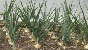 Photo of Onion plants in four rows in a garden.