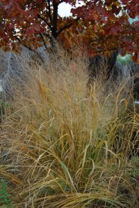 Photo of Switchgrass Fall Color