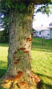 Maple Tree trunk with brown growths