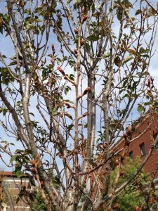Photo of Flowering Cherry, showing late foliar bud break, early May 2014