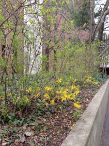 Photo showing Forsythia blooming, lower branches only, 2014