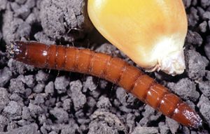 Wireworm larvae (photo credit: John Obermeyer/Purdue Entomology)