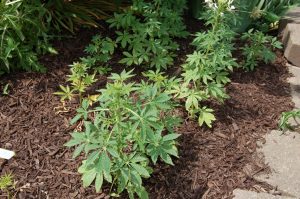 Photo of Cleome plants recovering from sour mulch injury. Photo credits: Rosie Lerner/Purdue Extension