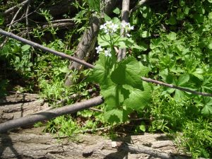picture of the garlic mustard plant with blooms of white flowers.