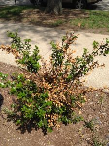 Picture of a holly bush showing winter injury in the form of brown leaves and dead stems.