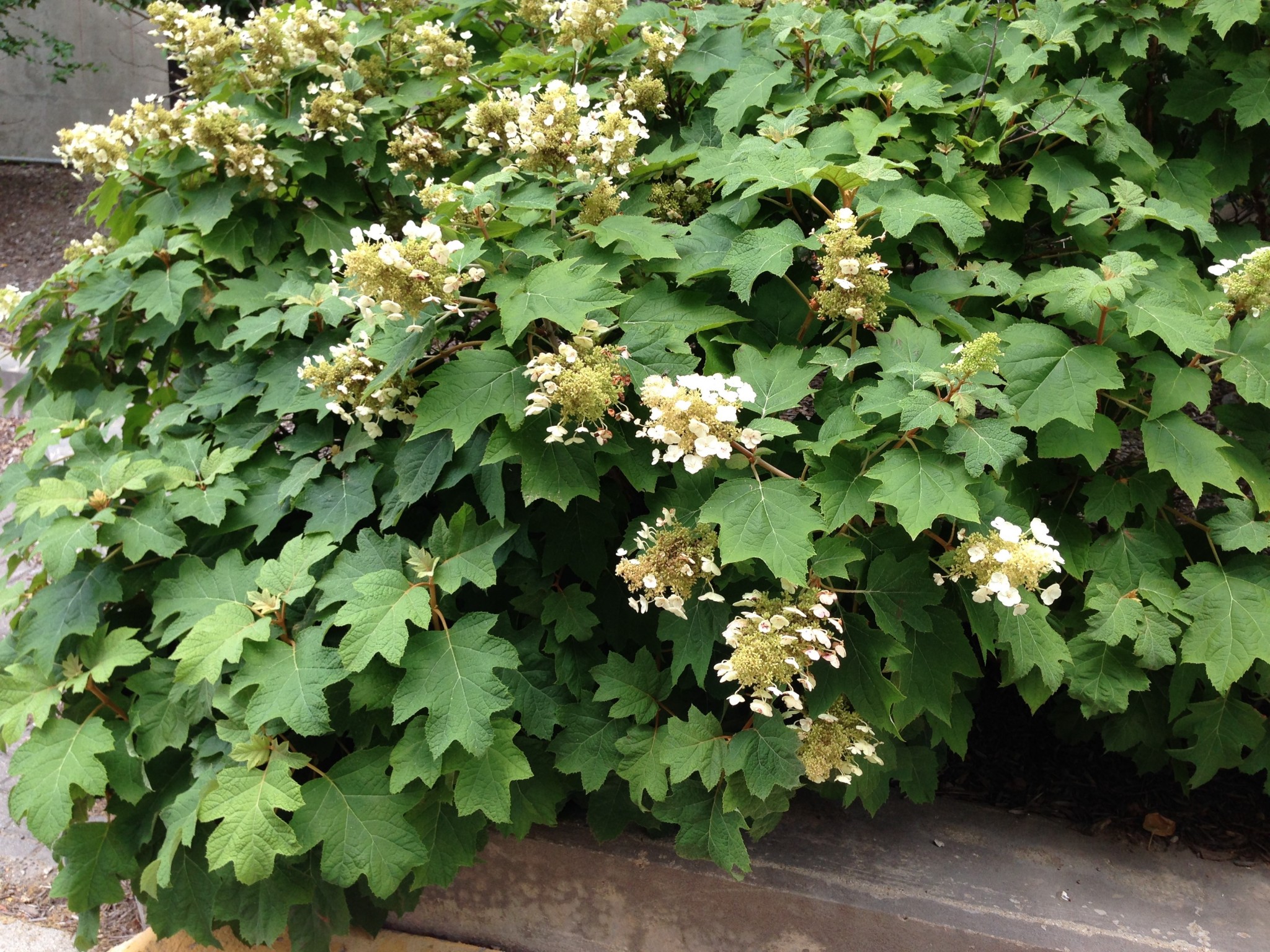 hydrangea purdue oakleaf confusing popular but rosie lerner extension credit indiana sites