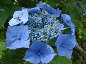 Close-up photo of a Lacecap Hydrangea blossom Photo credit: Rosie Lerner / Purdue Extension