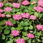 Peeling sycamore tree bark is normal; Top heavy hydrangea plants; Should I  treat my lawn for Japanese Beetles - Indiana Yard and Garden - Purdue  Consumer HorticulturePurdue University Indiana Yard and Garden –