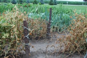 Garden peas photo credit: Benita Bahler