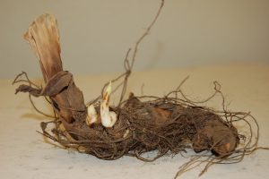 Photo showing corms with caption saying, Store canna rhizomes in boxes at 45-50 degree F.