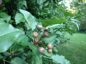 Photo of Small Fruit on Seedling Callery Pear Photos by Rosie Lerner / Purdue Extension 