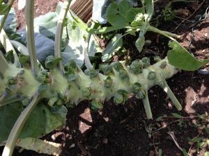 Photo of Brussels sprouts plant in the garden 