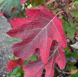 Oakleaf hydrangea fall color
