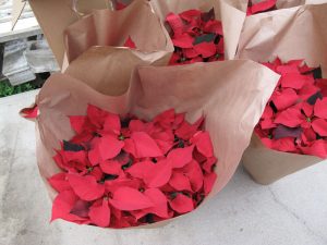 Photo of Wrap up poinsettias for transport