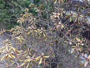 picture of a rhododendron showing how cold and wind can cause rhododendrons to lose water.