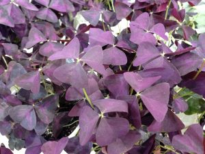 Photo of the Oxalis Charmed Wine plant.