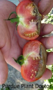 Picture of tomato cut in half.  Blossom-end rot inside tomato Photo credit: Purdue Tomato Doctor App.