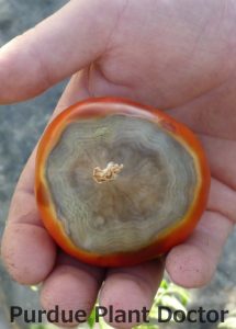Picture showing the inside of a tomato displaying Blossom-end rot on tomato Photo credit: Purdue Tomato Doctor App.