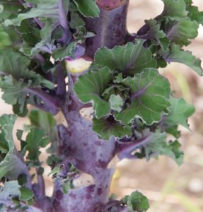 Close-up image showing Kalettes look like a miniature ornamental kale but grow similar to Brussels sprouts.