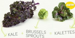 Image showing Kalettes are a hybrid cross between kale and Brussels sprouts.