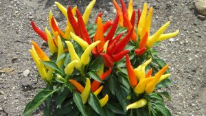 Image of ‘Chilly Chile’ sweet chile pepper