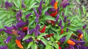 Image of Horn-shaped ‘Sangria’ peppers on the plant.