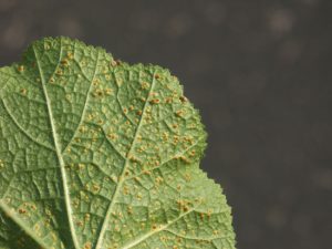 Close-up of young rust pustules on the underside of a hollyhock leaf. Spores develop in pustules and will spew forth when pustules erupt.