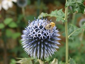 Photo of Bee collecting pollen on globe thistle (Echinops) flower