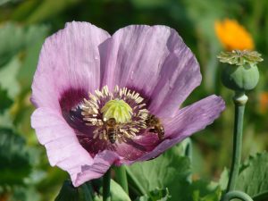 Photo of Bees working a poppy flower