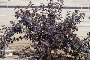 Photo of Ninebark Diabolo shrub in a foundation planting