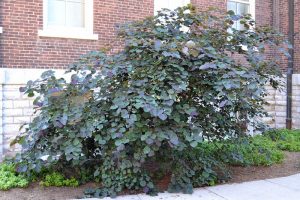 Photo of Redbud forest pansy tree in a foundation planting next to a building